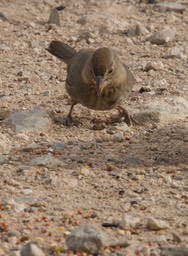 Canyon Towhee Tucson1