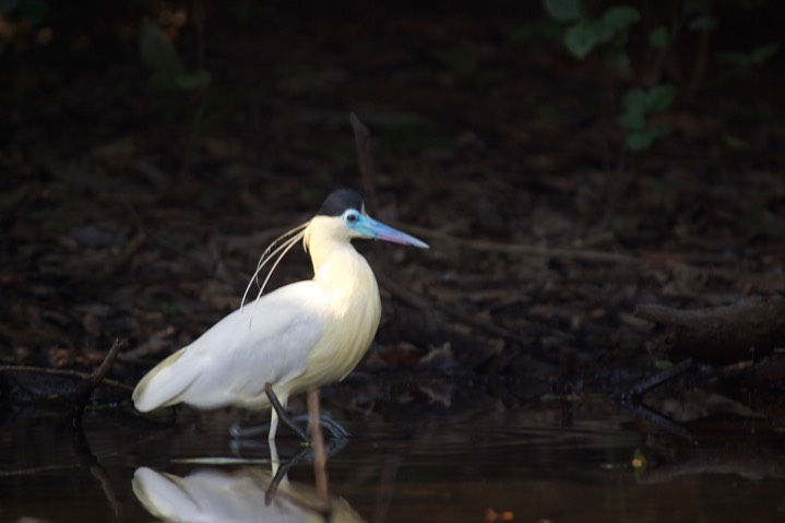 Capped Heron, Piherodius pileatus