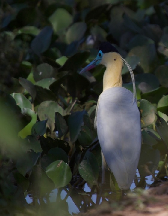 Pantanal, Brazil