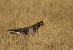 Caracara, Carunculated 1