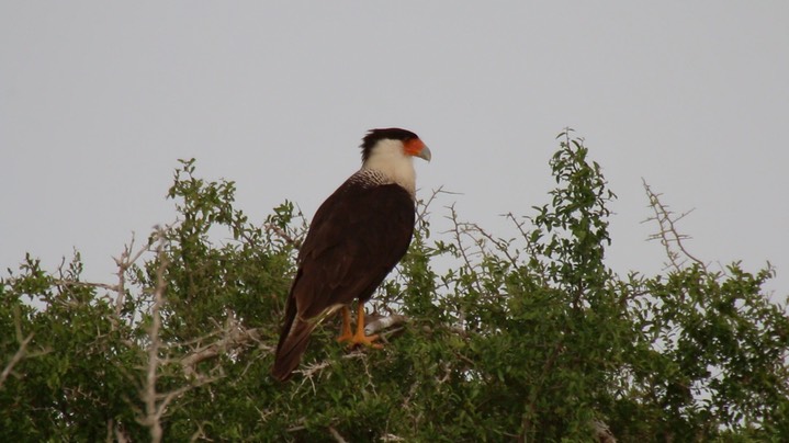 Caracara, Northern Crested