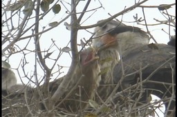 Caracara, Southern (Pantanal)