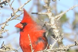 Cardinal, Northern 3