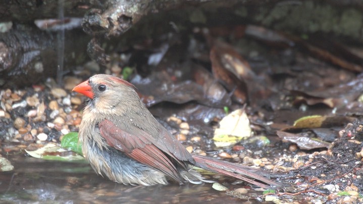 Cardinal, Northern (High Island, Texas) 4