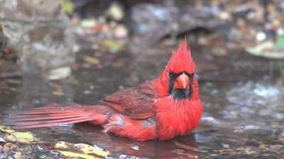 Cardinal, Northern (High Island, Texas) 3