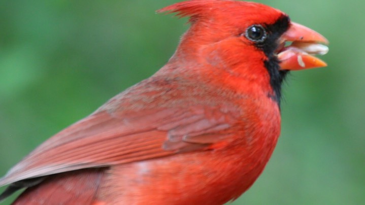 Cardinal, Northern (Texas)