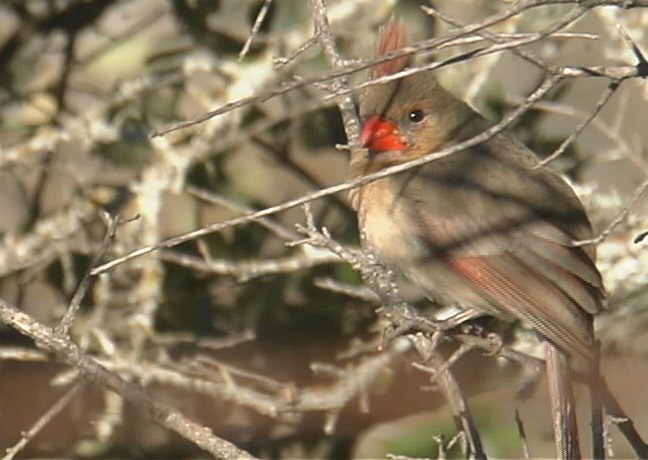 Cardinal,Northern 2