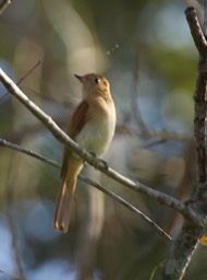 Casiornis Rufous