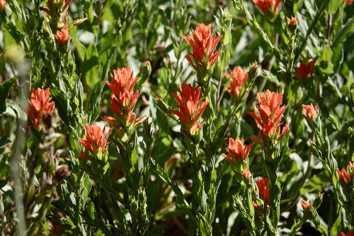 Castilleja austromontana, Southern Mountain Paintbrush5