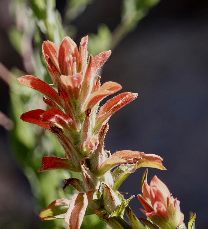 Castilleja austromontana, Southern Mountain Paintbrush4