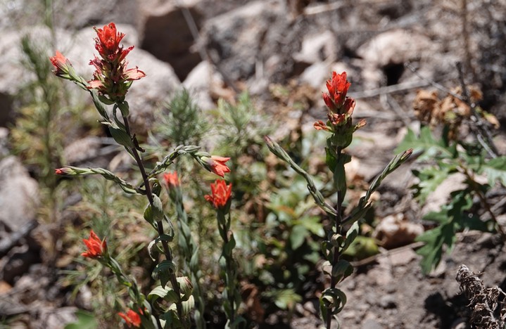 Castilleja austromontana, Southern Mountain Paintbrush    2