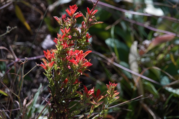 Castilleja nelsonii, Southern Mountain Paintbrush2