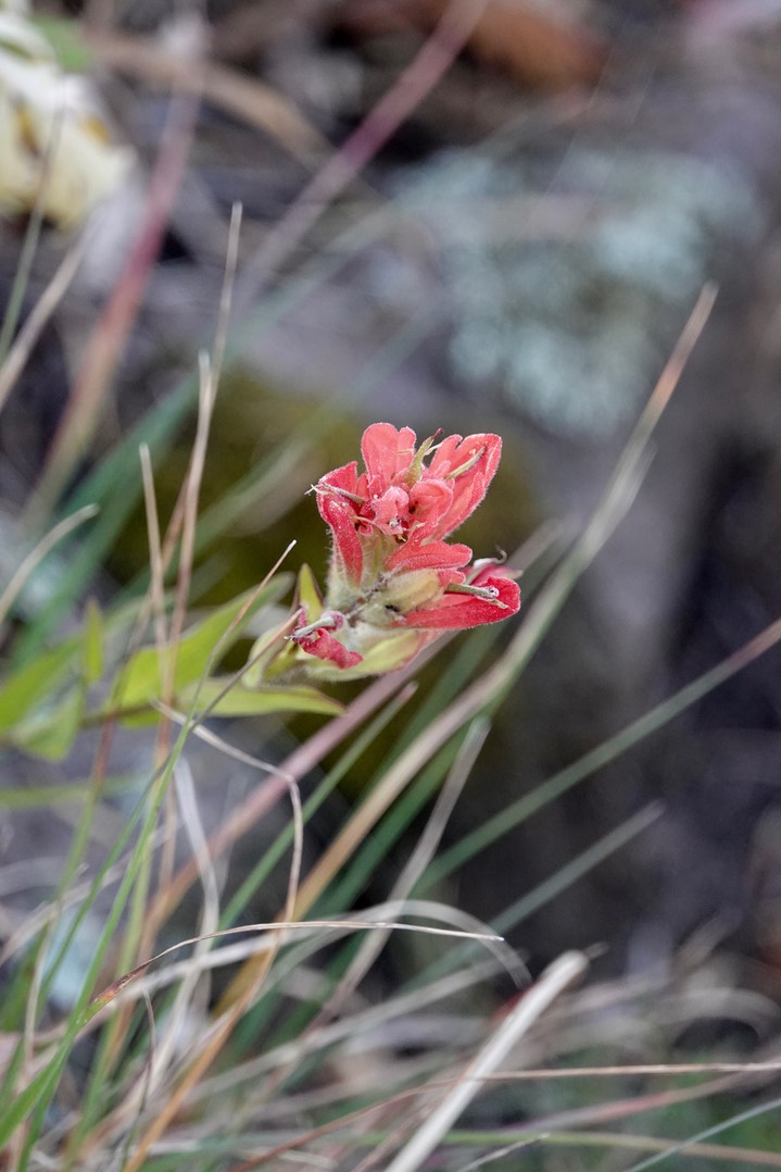 Castilleja nelsonii, Southern Mountain Paintbrush1