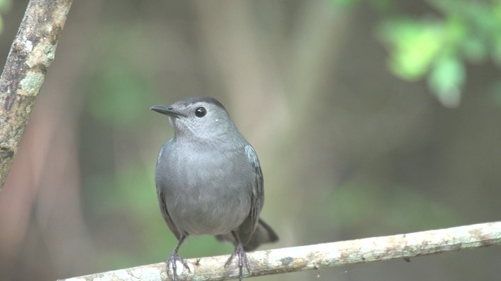 Catbird, Gray 1