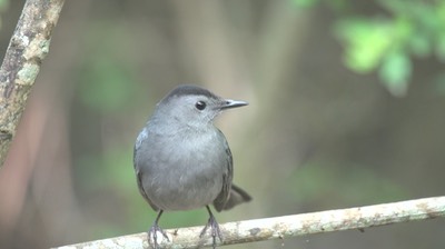 Catbird, Gray 1 a