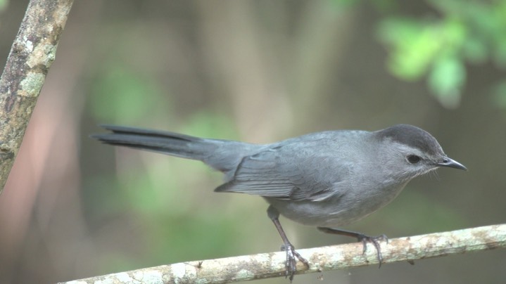 Catbird, Gray 1 c