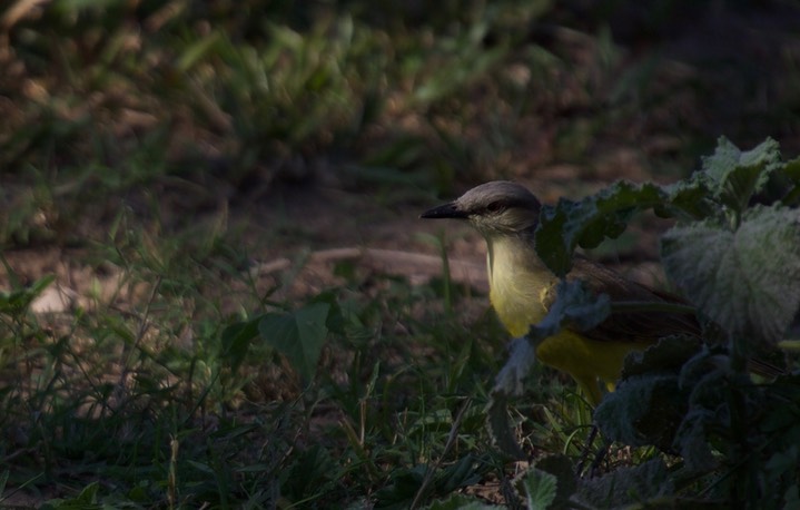 Cattle Tyrant, Machetornis rixosa2