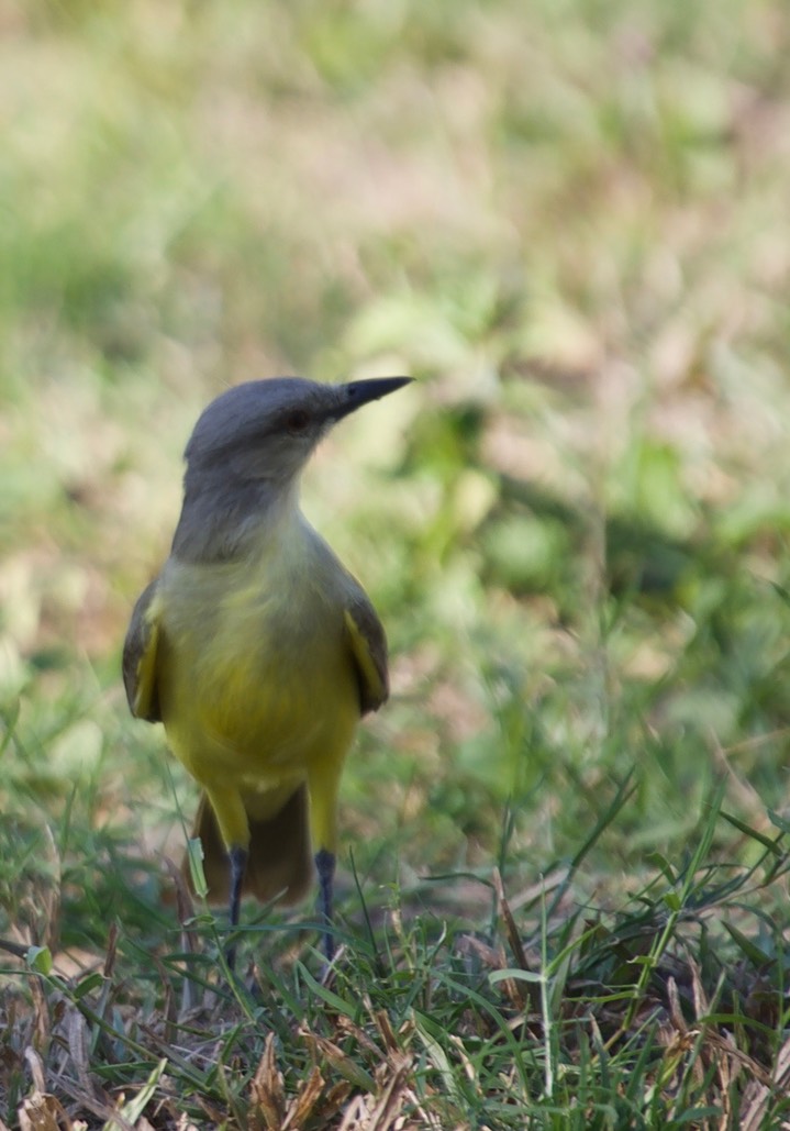 Cattle Tyrant, Machetornis rixosa3