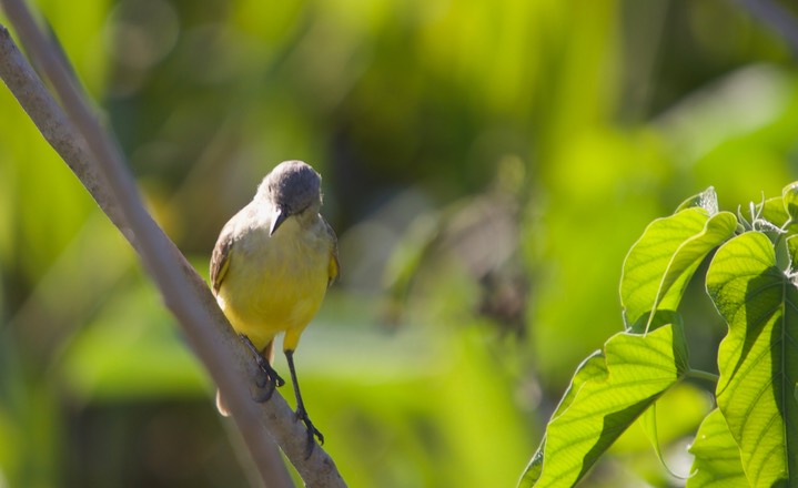 Cattle Tyrant, Machetornis rixosa