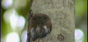 Central American Pygmy Owl