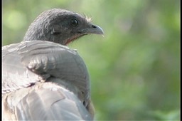 Chachalaca, Plain 30