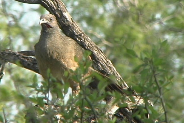 Chachalaca, Plain 3