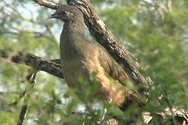 Chachalaca, Plain 4