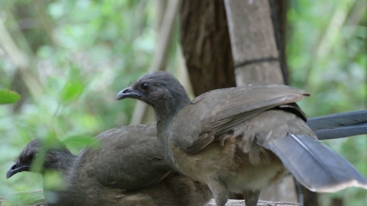 Chachalaca, Plain (Texas) 2