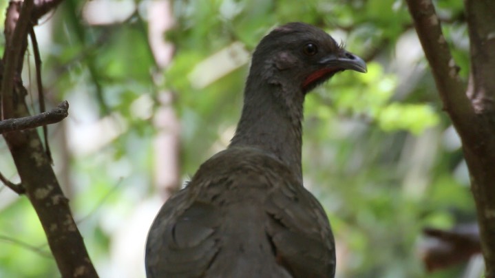 Chachalaca, Plain (Texas)