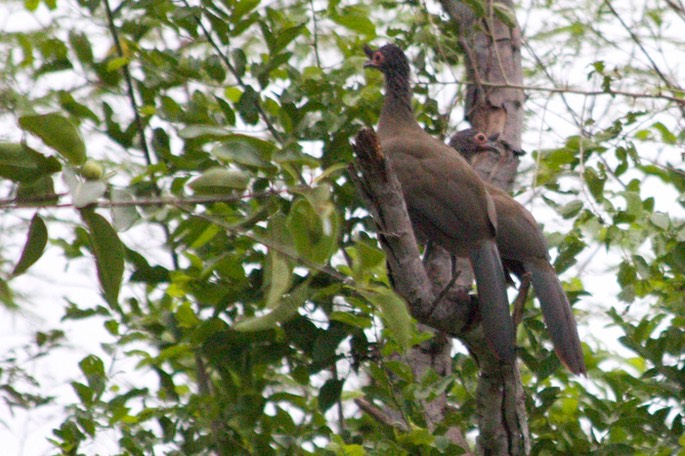 Chachalaca, Rufous-bellied2