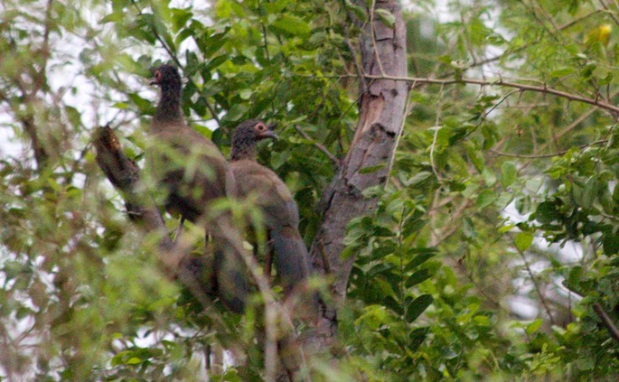 Chachalaca, Rufous-bellied