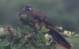 Chachalaca, Rufous-vented 5