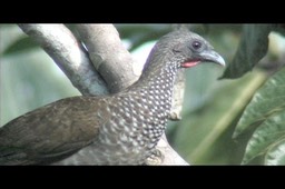 Chachalaca, Speckled 2