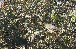 Chaco Chachalaca, Ortalis canicollis