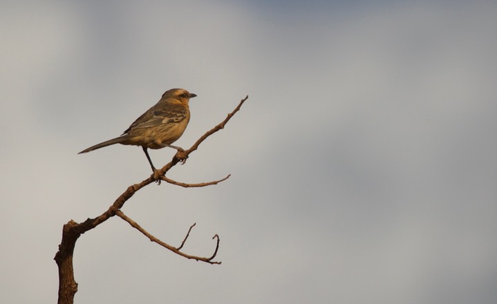 Chalk-browed Mockingbird, Mimus saturninus