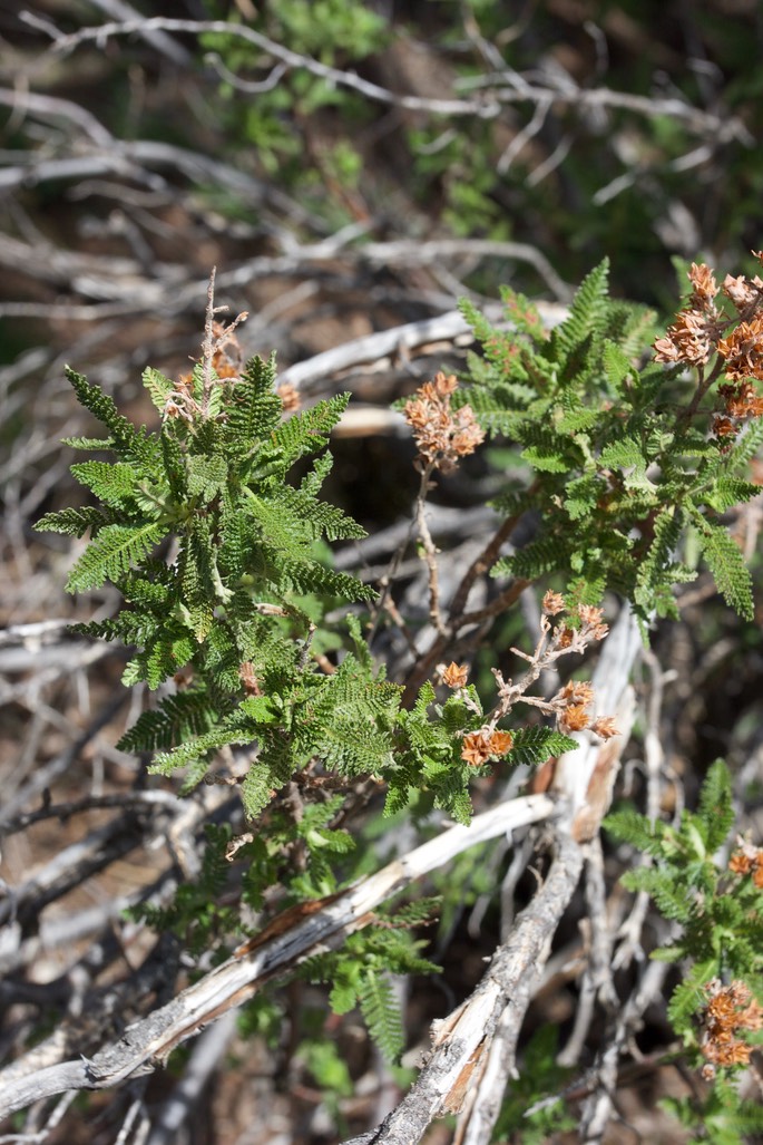 Chamaebatiaria millefolium2