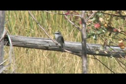 Chat-Tyrant, White-browed 2