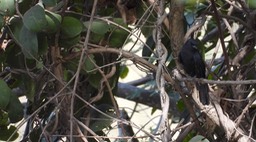 Chat, White Fronted Black - Senegal 1