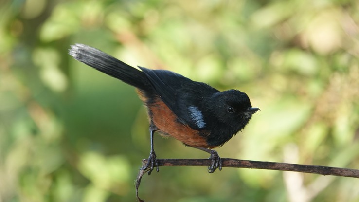 Chestnut-bellied Flowerpiercer h2