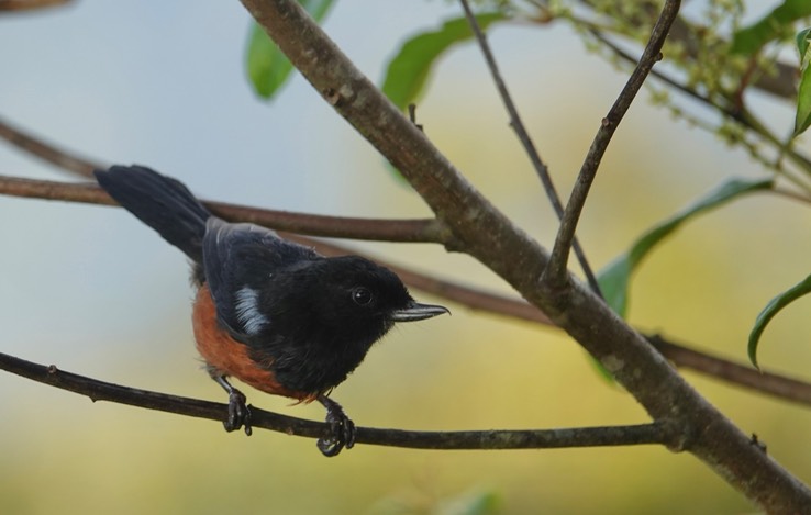 Chestnut-bellied Flowerpiercer h3