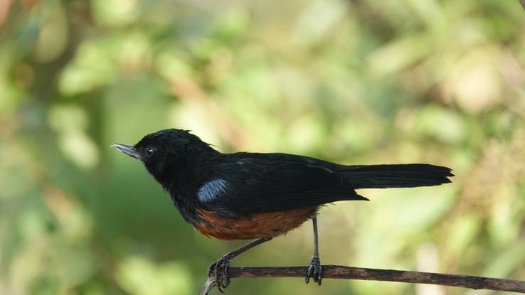 Chestnut-bellied Flowerpiercer h1