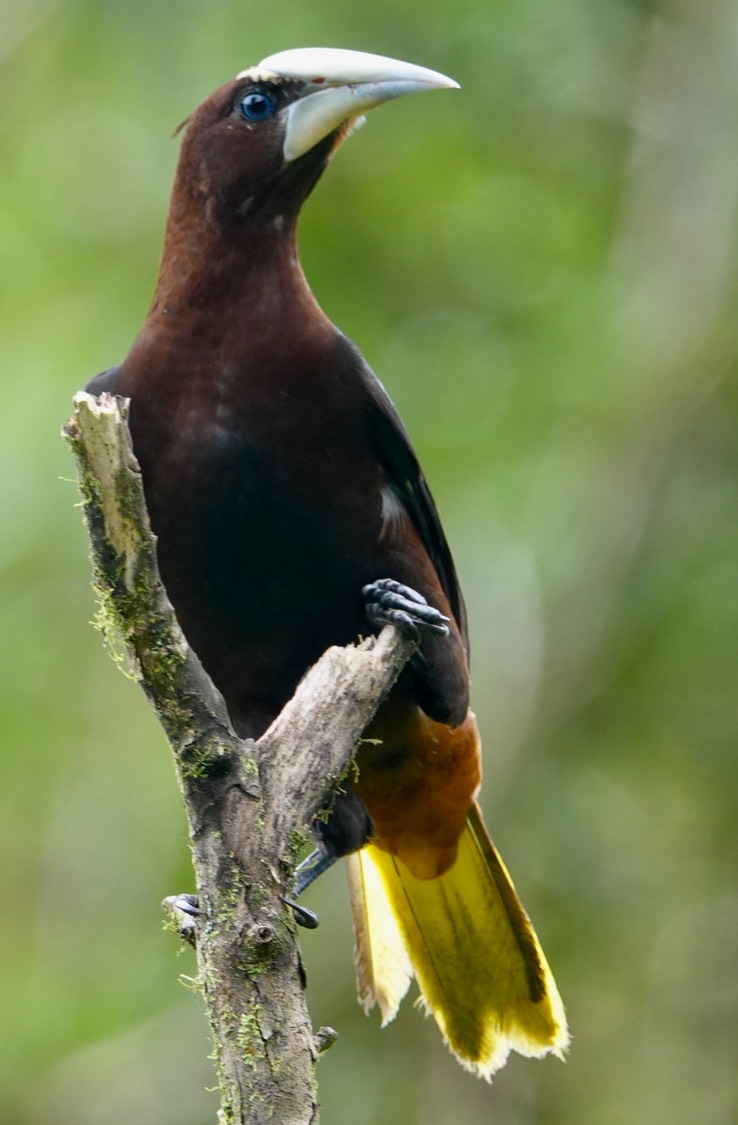 Chestnut-headed Oropendola i2