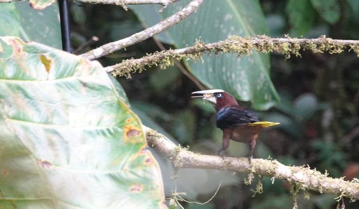 Chestnut-headed Oropendola i1