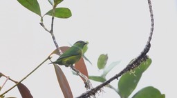 Chlorophonia, Chestnut-breasted (Cerro Montezuma, Colombia) 1