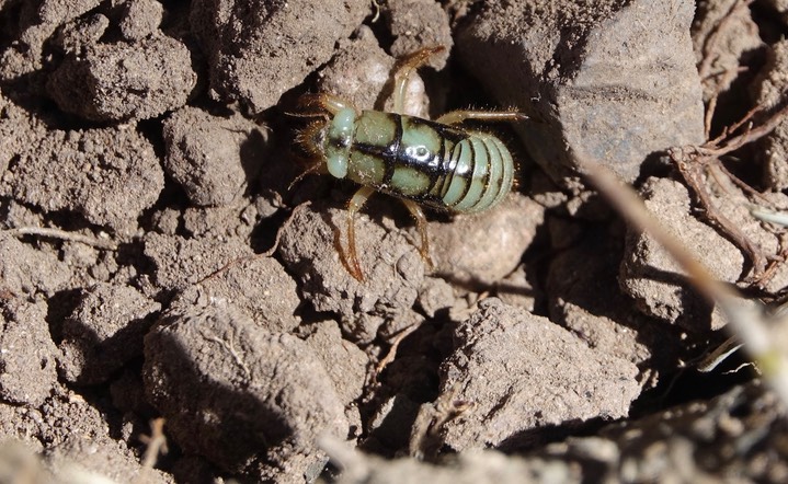 Cicadidae (unidentified species)