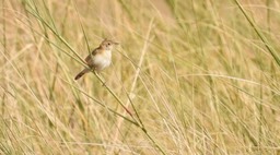 Cisticola, Winding 2