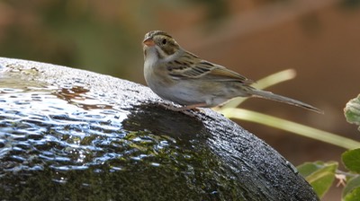 Clay Colored Sparrow - Hillsboro - Sep 2020 1