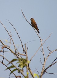 Cliff Flycatcher Hirundinea ferruginea2