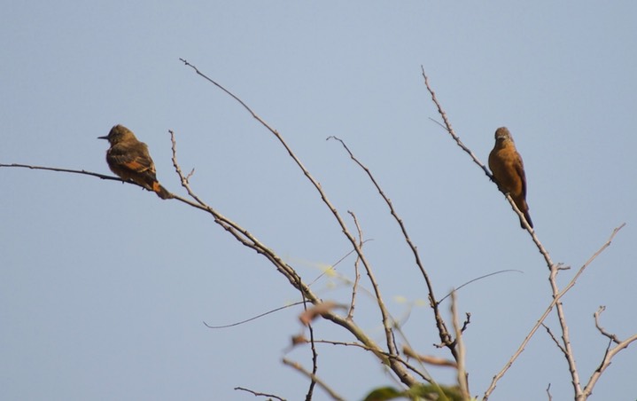 Cliff Flycatcher Hirundinea ferruginea1