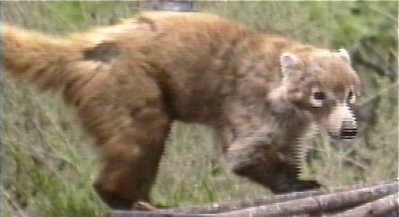 Coati 1